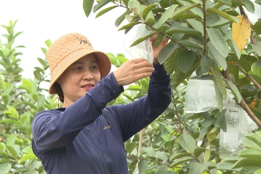 Hợp tác xã Nông nghiệp sạch Nam Vũ nâng tầm giá trị nông sản quê hương