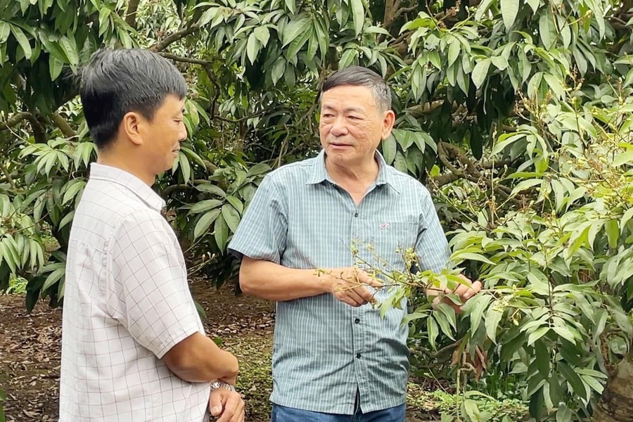 Bảo đảm các điều kiện xuất khẩu vải tươi