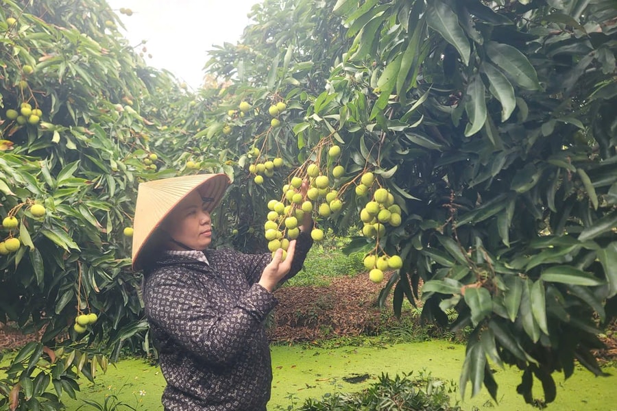 Vải sớm được giá, nông dân Hải Phòng hái 'quả ngọt'