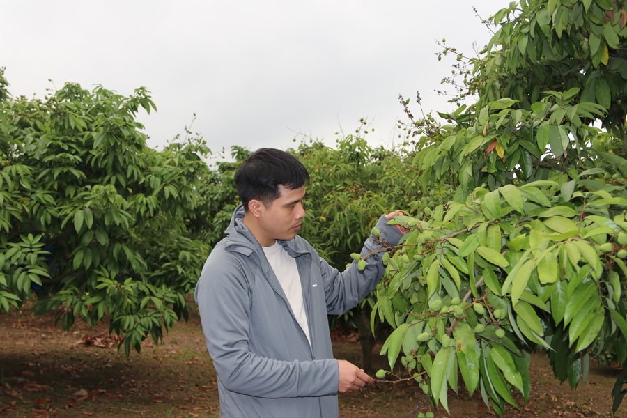 Hai Phong has 318 concentrated fruit-growing areas