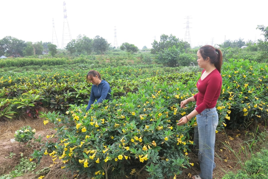 Ấn tượng làng hoa, cây cảnh ven đường cao tốc Hà Nội – Hải Phòng