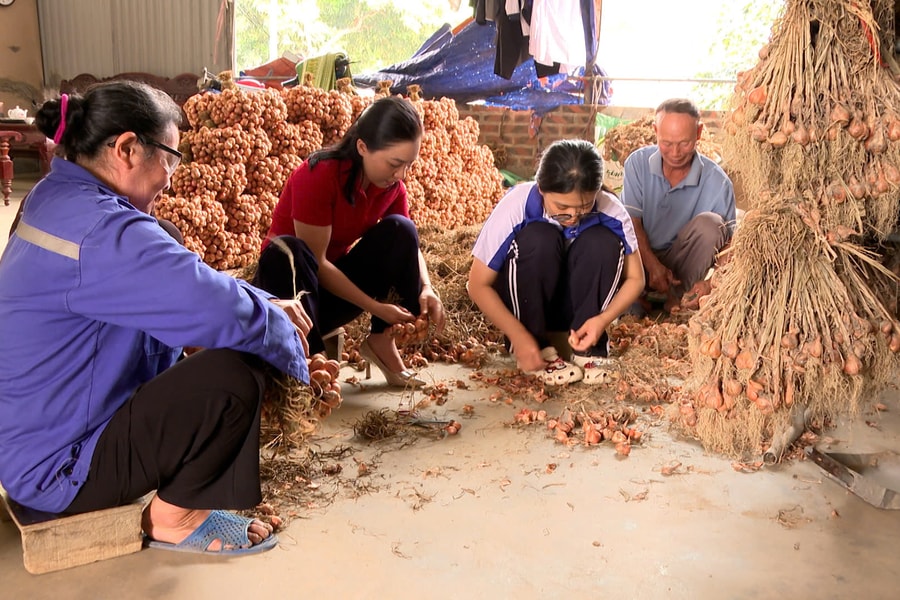 Hành tỏi Kinh Môn được mùa nhưng chưa được giá