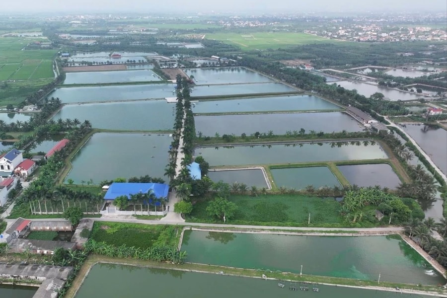 Nuôi cá công nghệ cao ở Tân Kỳ
