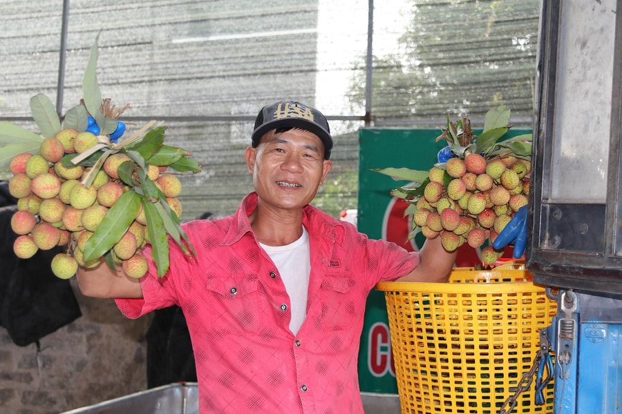 Giá vải sớm cao hơn từ 30 – 40% so với năm trước