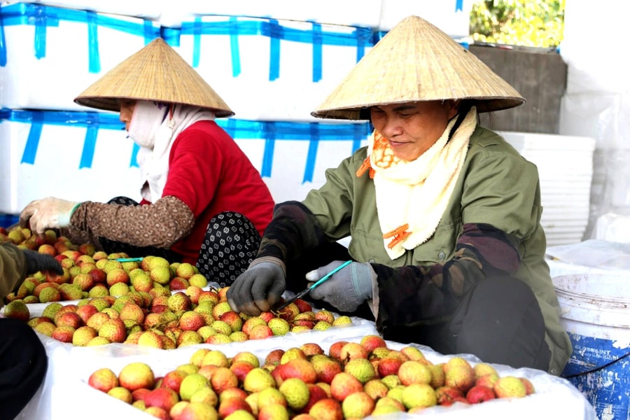 Khởi động dịch vụ 'ăn theo' mùa vải