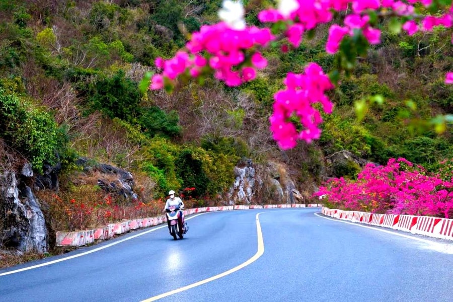 Rực rỡ cung đường hoa giấy nơi đảo ngọc Cát Bà