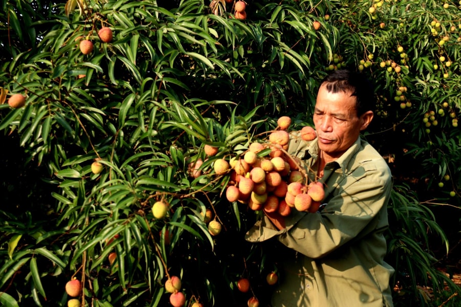 Vải sớm vào mùa