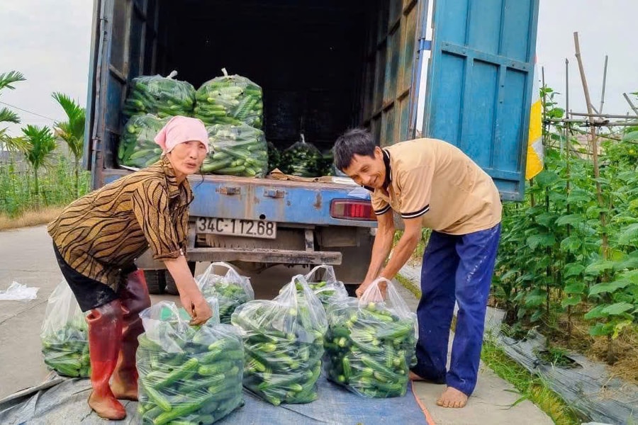 Nông dân Hồng Châu thu lãi 10 triệu đồng/sào dưa chuột