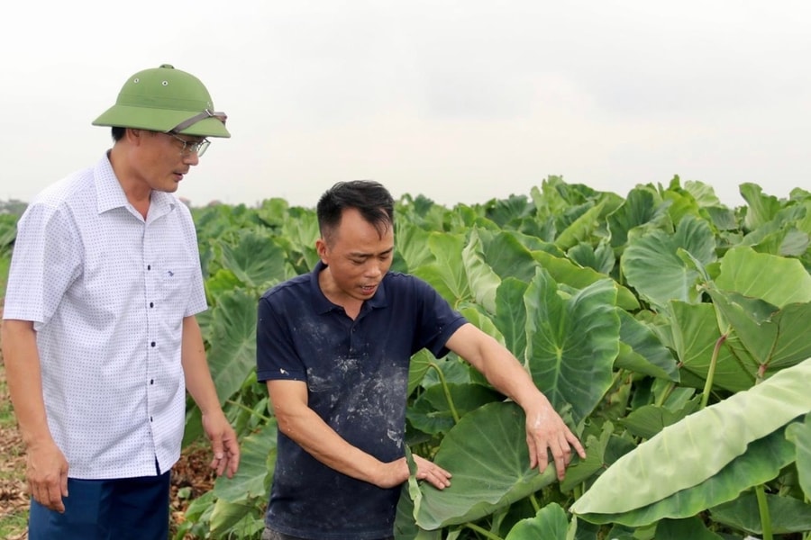 High‑profit linked taro farming in Tran Lieu ward