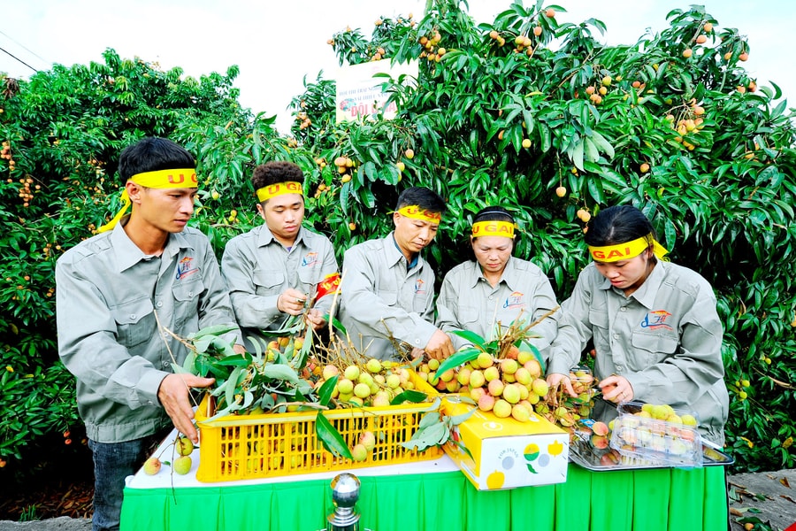 Phát huy giá trị của nhãn hiệu chứng nhận, nhãn hiệu tập thể