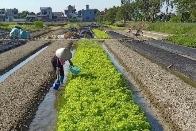 4 vùng rau VietGAP mang lại thu nhập cao cho nông dân Kim Thành