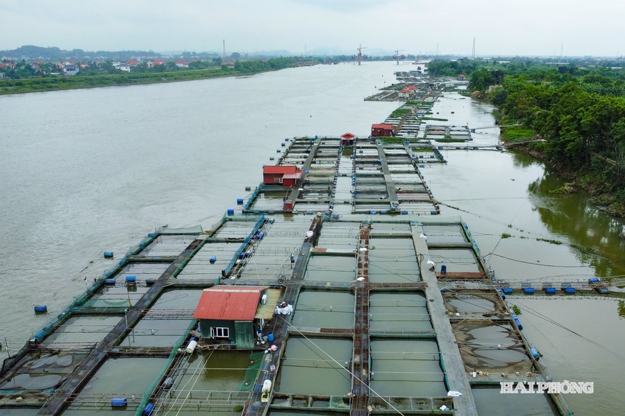 Gỡ khó cho hộ nuôi cá lồng
