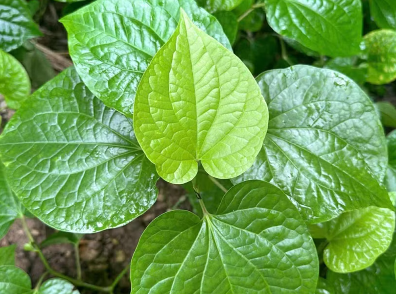 Mẹo dùng loại lá quen trong bữa ăn người Việt để hỗ trợ sức khỏe