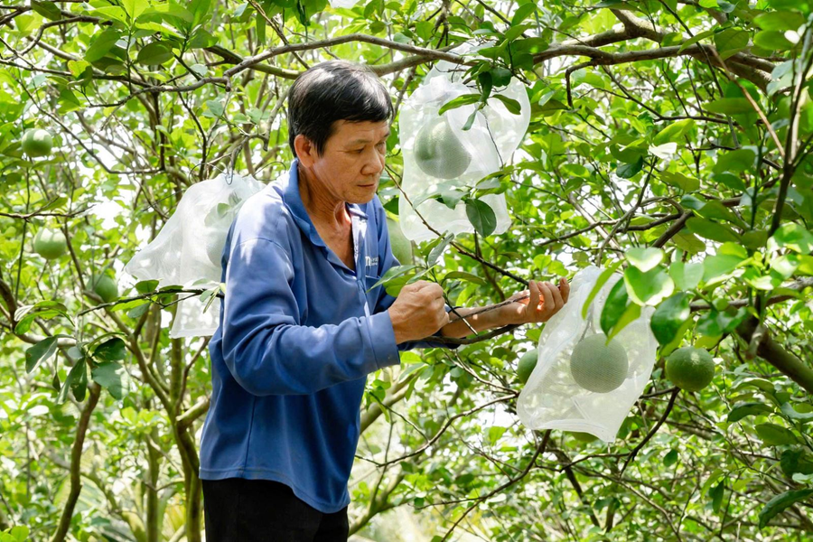 Công bố Nghị định thư về yêu cầu với bưởi tươi, chanh tươi xuất khẩu sang Trung Quốc
