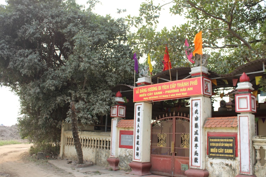 Miếu Cây Sanh - chứng tích lịch sử của một thời kỳ cách mạng