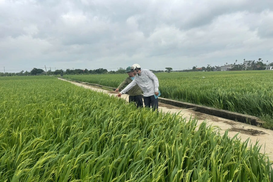 Hiệu quả tích tụ ruộng đất ở Nghi Dương