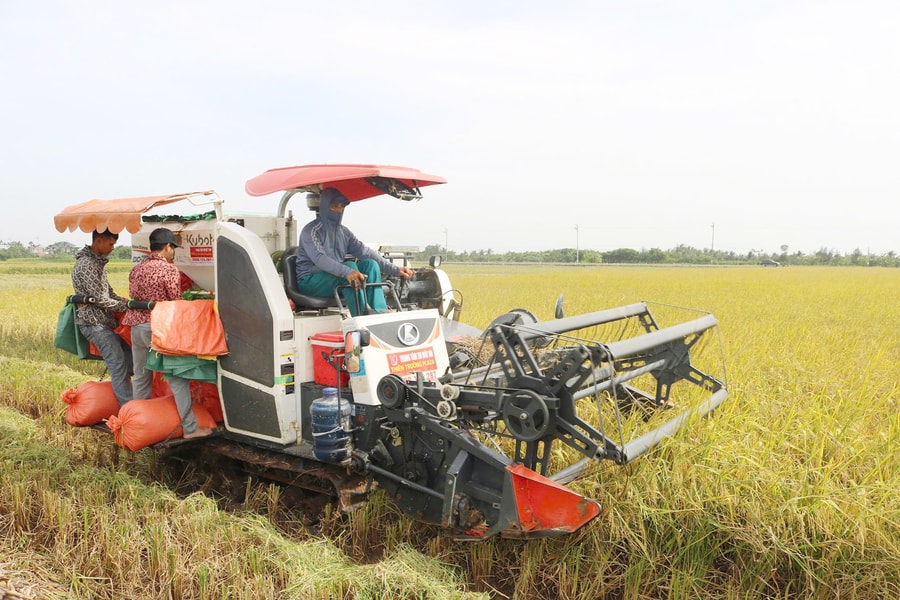 Nâng giá trị đồng ruộng rươi bằng sản xuất lúa đặc sản