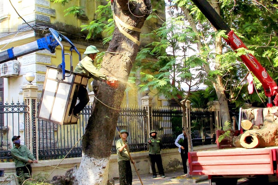 Hải Phòng bảo vệ cây xanh đô thị trước mùa mưa bão