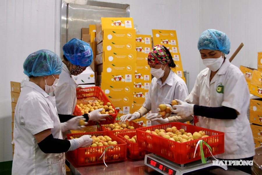Cận cảnh quy trình sơ chế, bảo quản vải tươi xuất khẩu