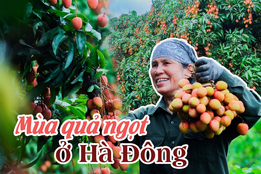 Mùa quả ngọt ở Hà Đông
