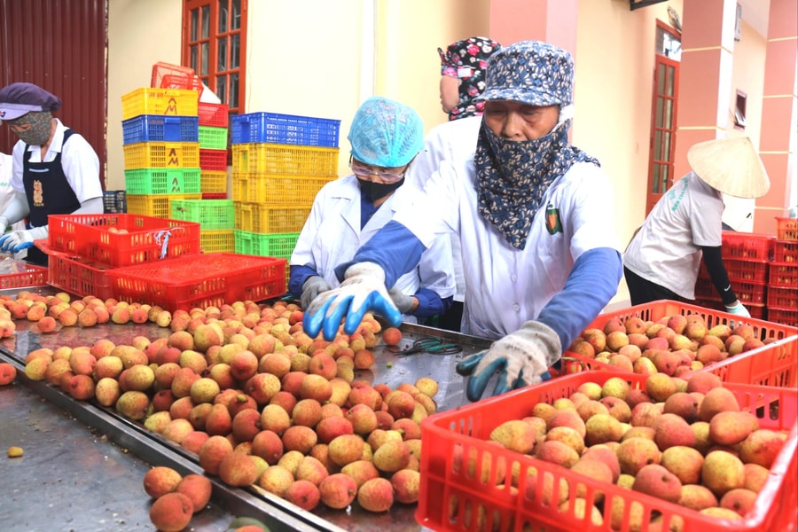 Rộn ràng mùa vải chín