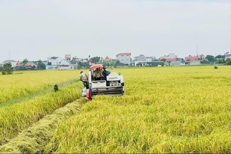 Chủ động chống rầy nâu, thu hoạch sớm lúa xuân tránh mưa dông