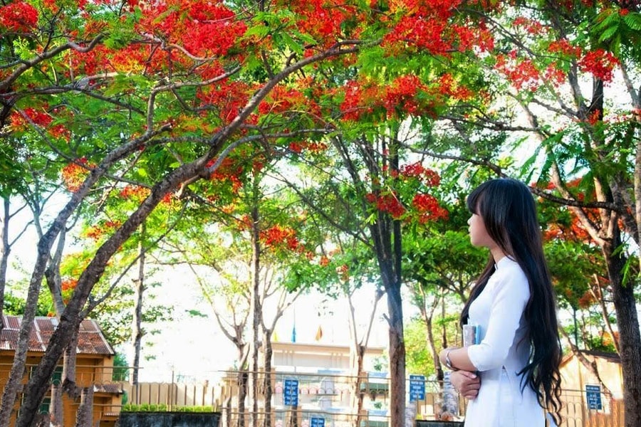 Mùa hạ xa xanh