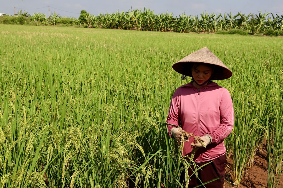 Lúa hữu cơ Chí Minh được mùa, doanh nghiệp bao tiêu toàn bộ sản lượng