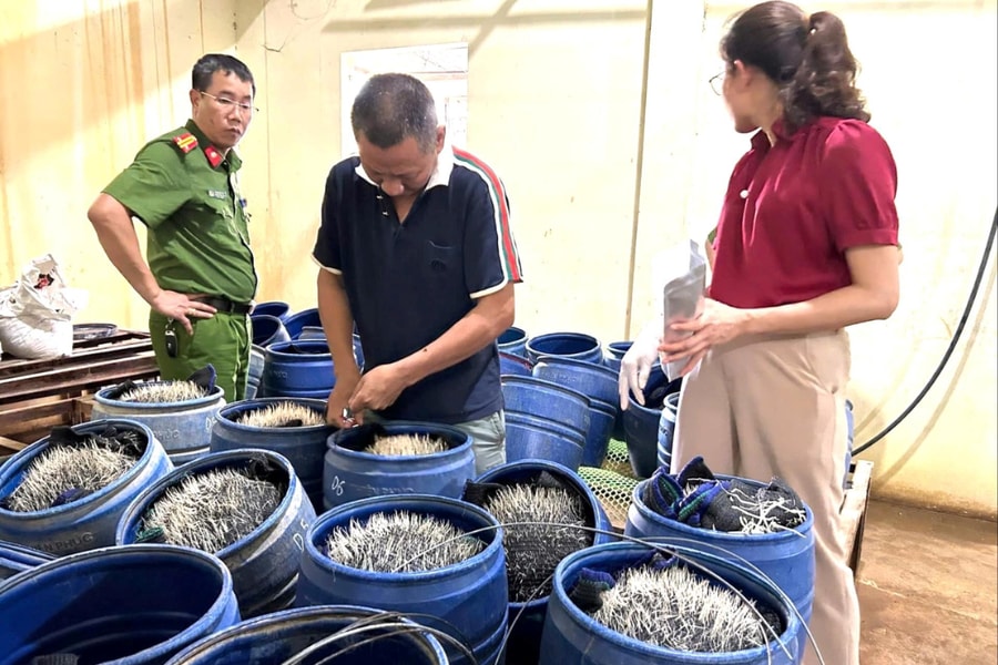 Phát hiện cơ sở sản xuất giá đỗ dùng chất cấm tại xã Trường Tân