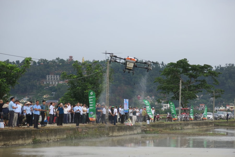 Giá lúa giảm, chi phí tăng, nông dân gặp khó