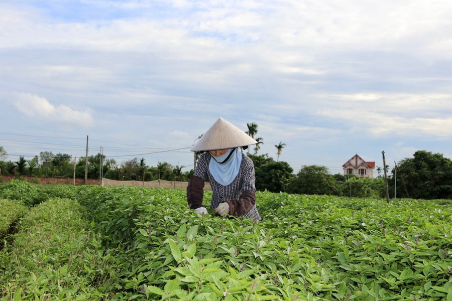 Phường Nam Đồng phát triển vùng rau gia vị