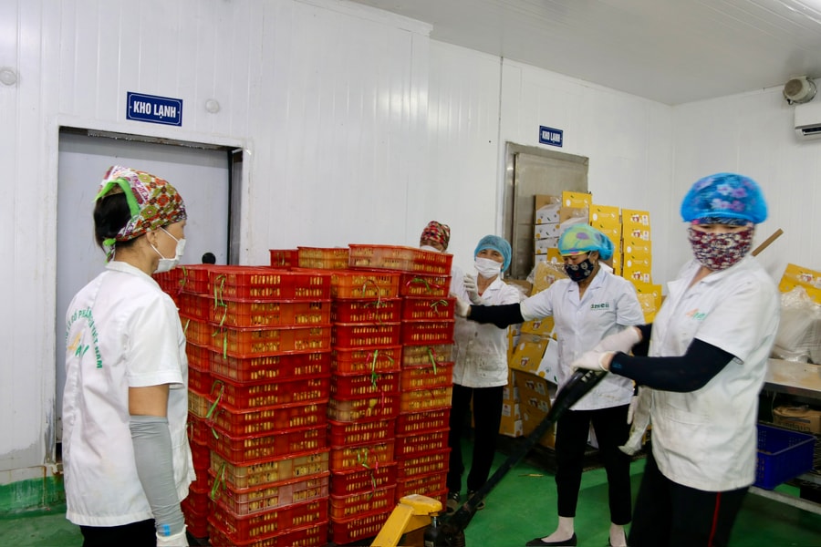 Lô vải tươi Hải Phòng đầu tiên xuất khẩu sang Hoa Kỳ