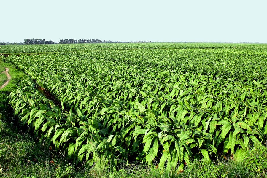 Rộn ràng thu hoạch 'tương tư thảo'