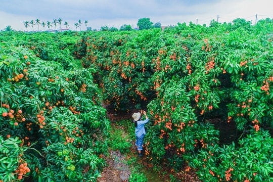 Những mùa vải đi qua tuổi thơ