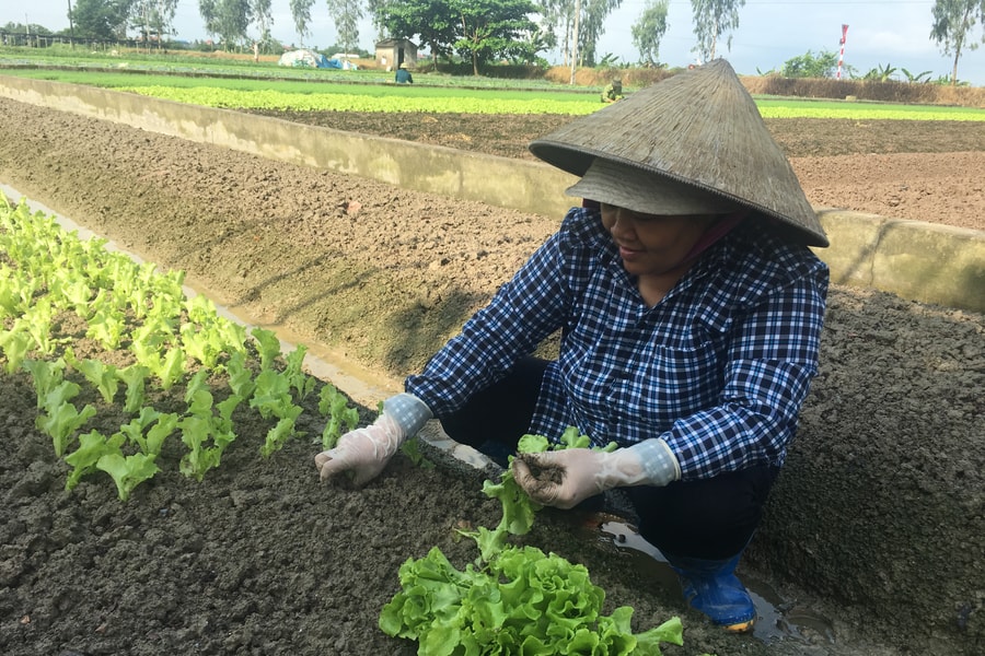 Hải Phòng gieo trồng 15.200 ha rau màu vụ hè thu