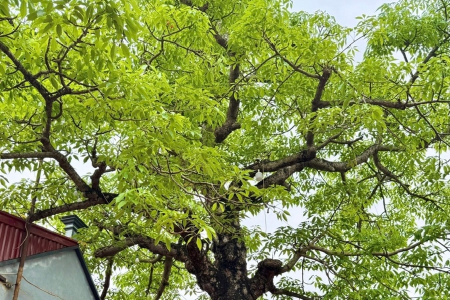 Unique pair of heritage trees at Tru Khe Communal House