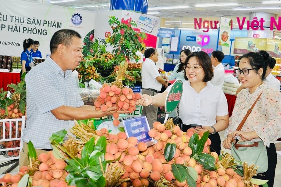 Bringing Thanh Ha lychees to supermarkets nationwide