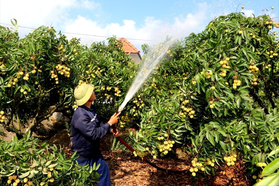 Cấp ẩm 'giải nhiệt' cho vải thiều trước vụ thu hoạch