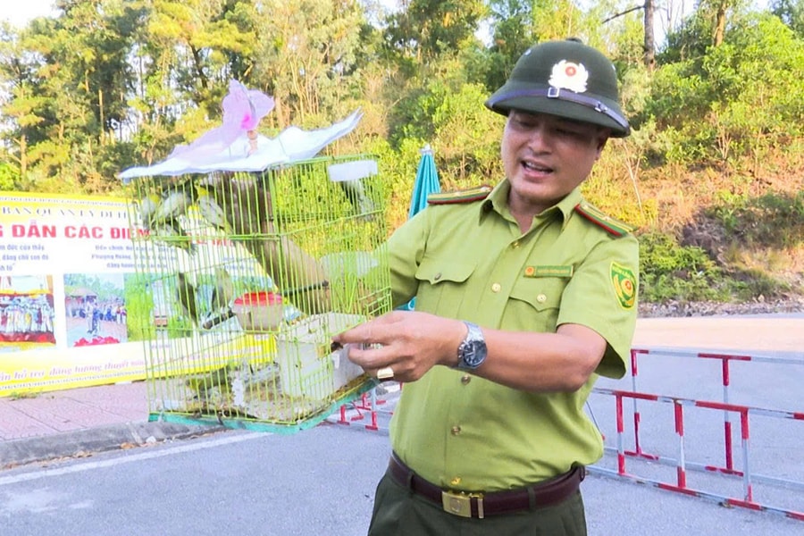 Thả 37 cá thể chim hoang dã về môi trường tự nhiên núi Phượng Hoàng