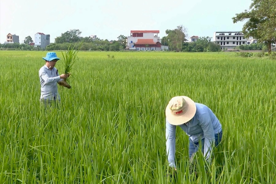 Phòng bệnh lùn sọc đen cho lúa mùa từ sớm
