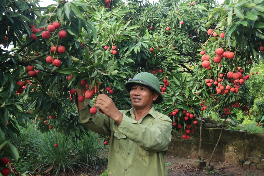 Một nông dân ở xã Thanh Hà thắng lớn nhờ kinh nghiệm chăm sóc vải