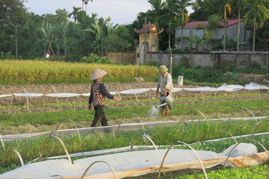 Để cây trồng giảm thiệt hại vì nắng nóng