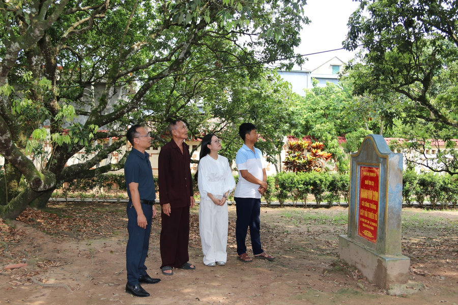 Gần 1 vạn lượt khách tới tham quan cây vải tổ Thanh Hà