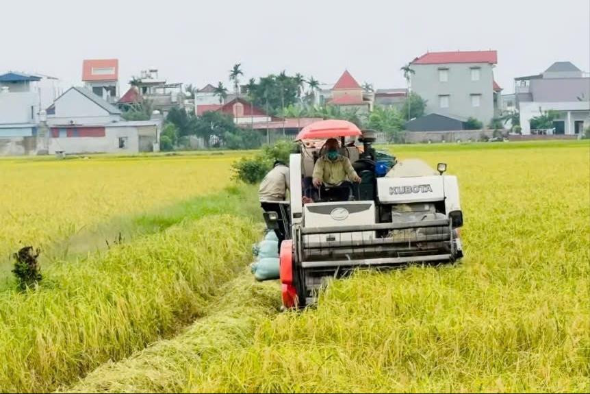 Lúa xuân được mùa năng suất cao nhưng giá giảm