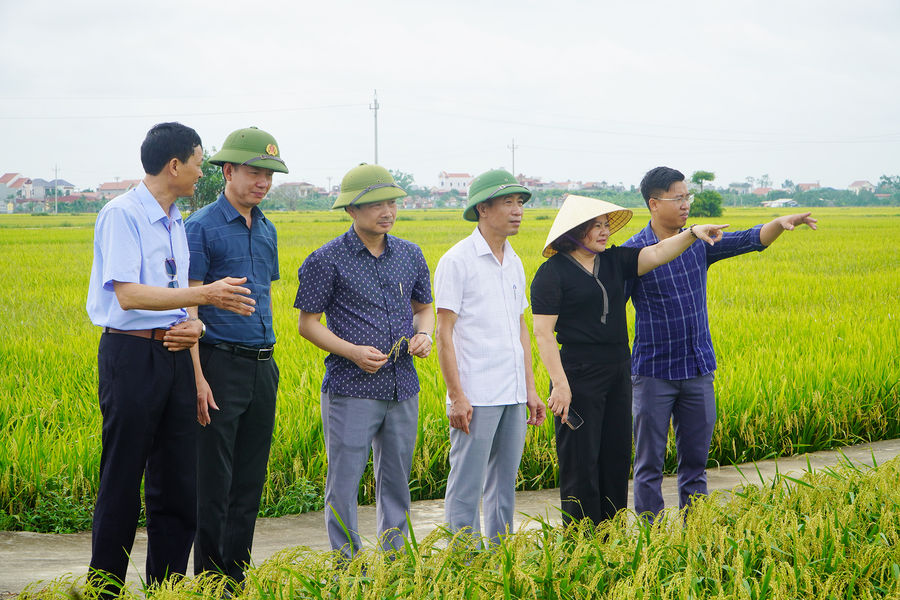 Nếp 415 trên đồng đất Bình Giang