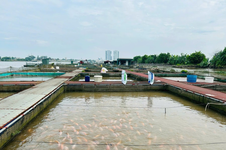 Hai Phong’s fisheries and aquaculture production continues to surge