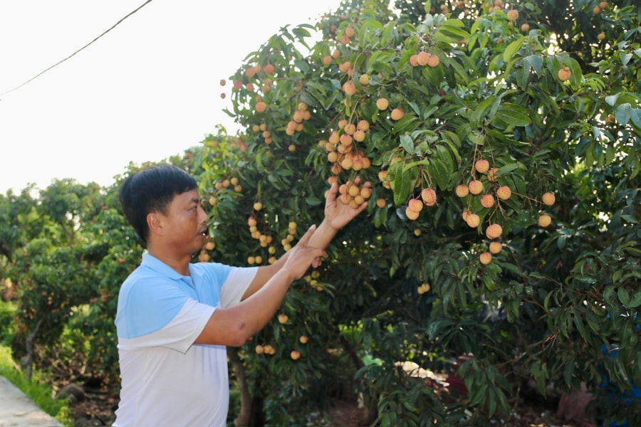 Giá vải thiều Thanh Hà cuối vụ tăng cao