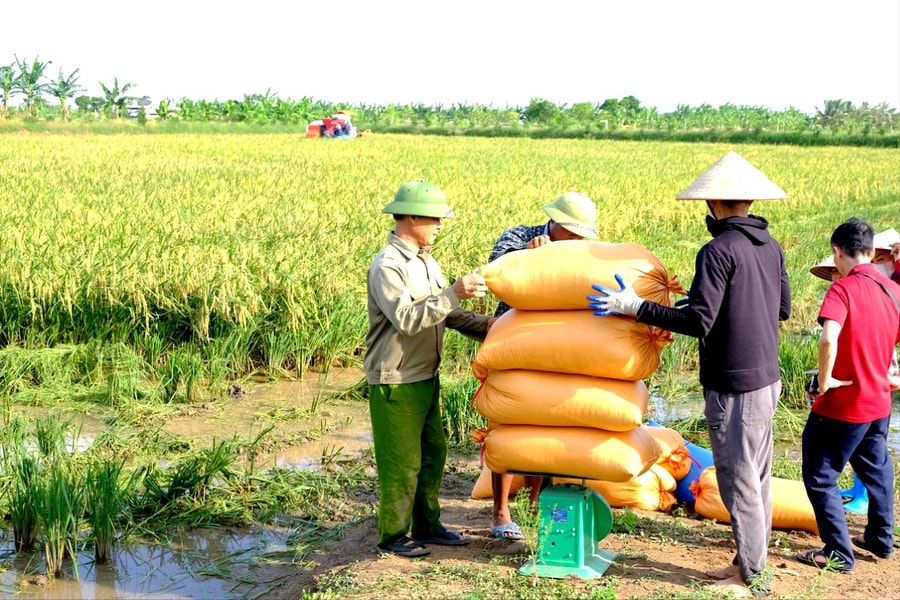 Lúa xuân Hải Phòng được mùa, năng suất vượt năm trước