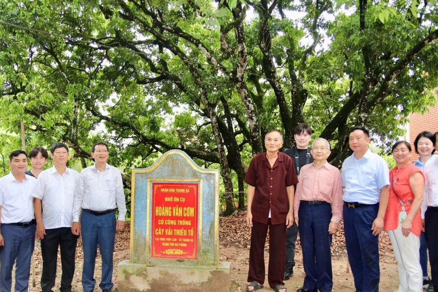 Japanese delegation visits Hai Phong lychee-growing areas