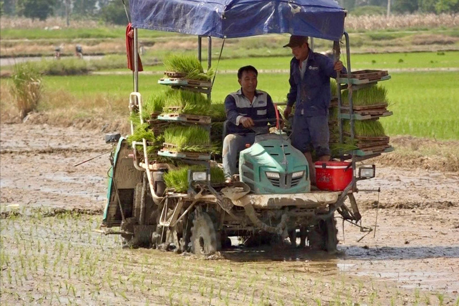 Sản xuất thử 5 giống lúa mới